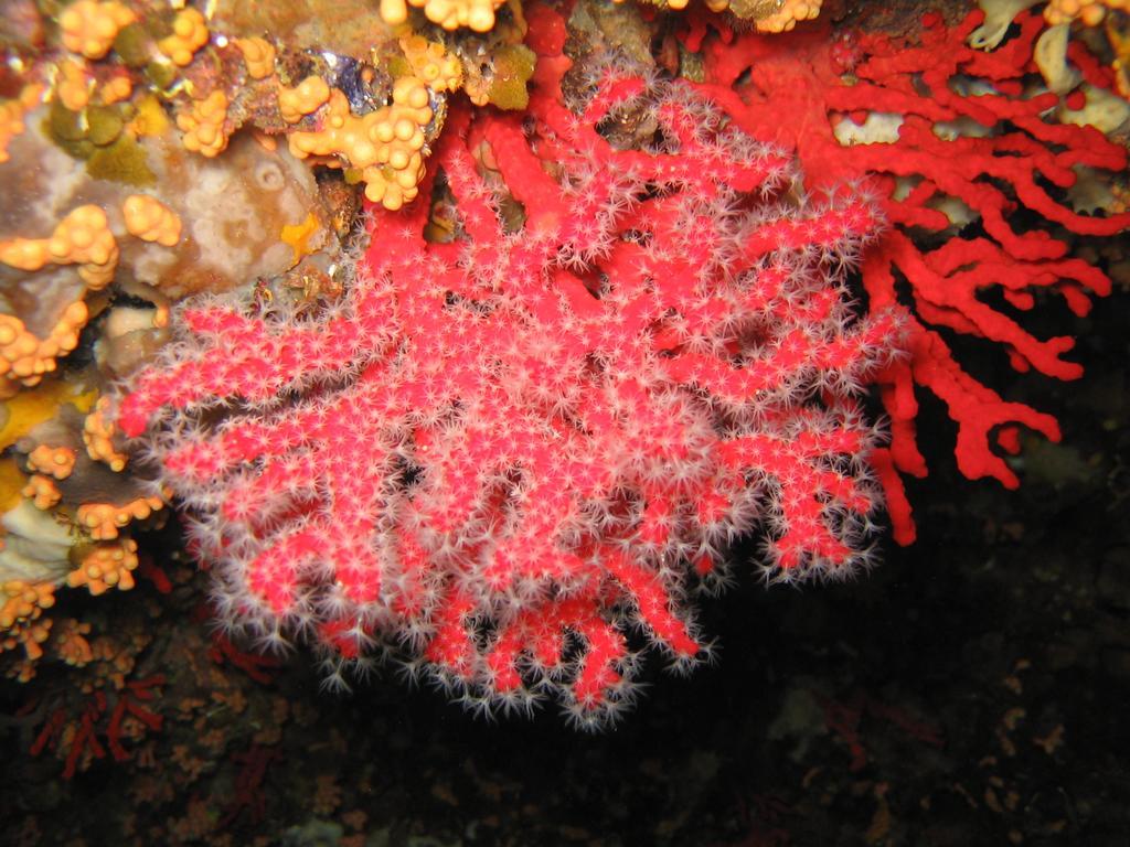 Giramondo Sardegna Affittacamere アルゲーロ エクステリア 写真